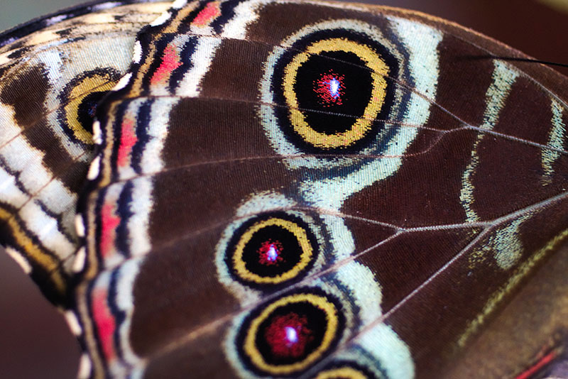 Helena Barquilla | Meditación en movimiento y Danza Consciente